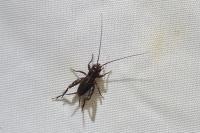 Pteronemobius heydenii