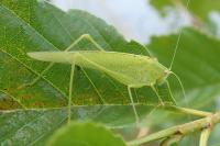 Phaneroptera nana