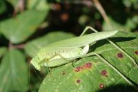 Phaneroptera nana
