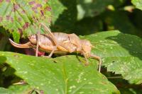 Uromenus rugosicollis