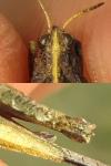 Tetrix ceperoi