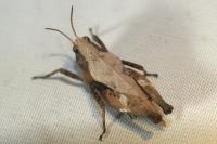 Tetrix undulata