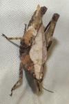 Tetrix undulata