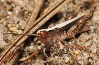 Gomphocerippus vagans