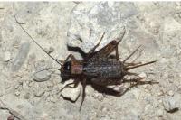 Nemobius sylvestris