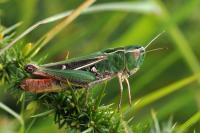 Stenobothrus lineatus