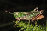 Stenobothrus lineatus