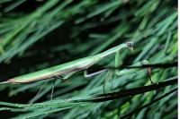 Mantis religiosa
