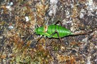 Ephippiger diurnus