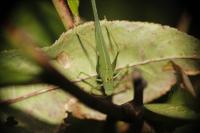 Phaneroptera nana