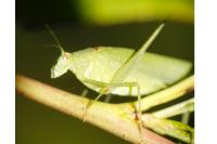 Phaneroptera nana