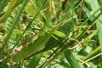 Tettigonia viridissima