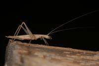 Oecanthus pellucens