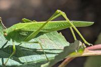 Phaneroptera nana