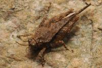 Paratettix meridionalis