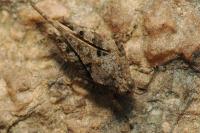 Paratettix meridionalis