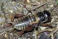 Gryllus campestris