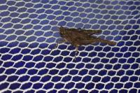 Tetrix ceperoi