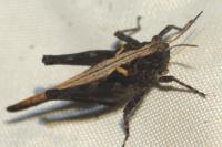 Tetrix ceperoi