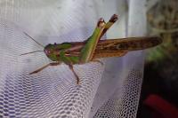Locusta migratoria