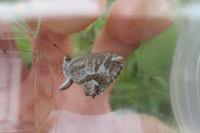 Cacyreus marshalli