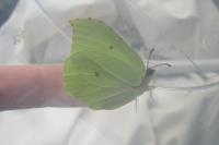 Gonepteryx rhamni
