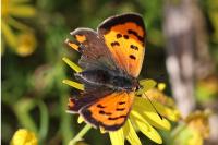 Lycaena phlaeas