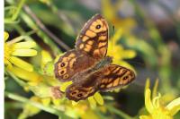 Lasiommata megera
