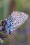 Polyommatus icarus