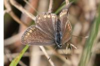 Polyommatus icarus