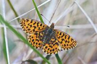 Boloria dia