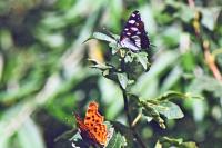 Limenitis reducta
