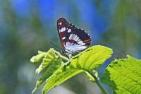 Limenitis reducta