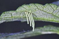 Araschnia levana