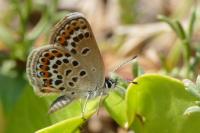 Plebejus argus