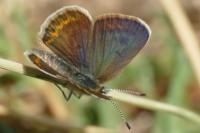 Plebejus argus