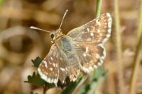 Spialia sertorius