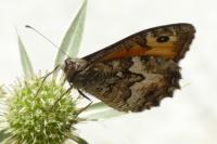 Hipparchia semele