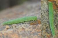 Lasiommata megera