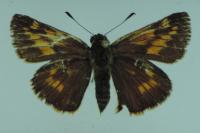 Ochlodes sylvanus