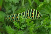 Papilio machaon