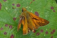 Ochlodes sylvanus