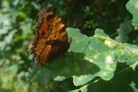 Nymphalis polychloros