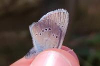 Cyaniris semiargus
