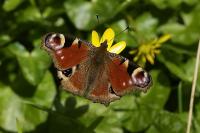 Aglais io