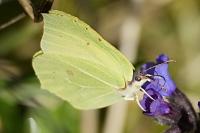 Gonepteryx rhamni
