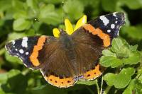 Vanessa atalanta
