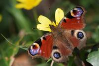 Aglais io
