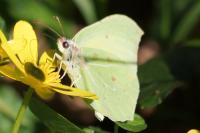 Gonepteryx rhamni