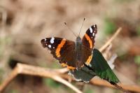 Vanessa atalanta